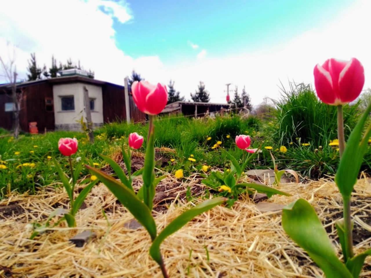 Arriba La Luna - Ecovilla Rural Trevelín Bagian luar foto